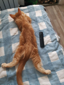 Симба, 3 месяца. с. Чигири