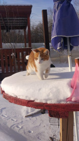 Лап Лапыч, или просто Лапыч, 7 месяцев, 2,5 кг. г. Благовещенск