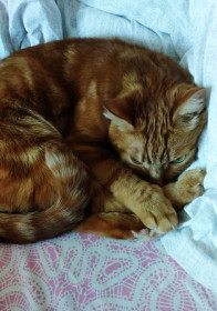 Рыжик, 10 лет, 2,8 кг, г. Благовещенск