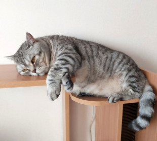 Адамас, 7 лет, 9 кг