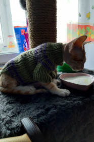 Котя, 2 месяца