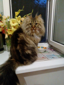 Василий, 9 лет, 4,5 кг. г. Благовещенск