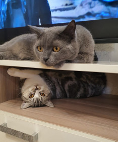 Кит и Ася, 4 и 3 года. г. Благовещенск