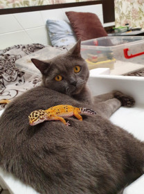 Кит, 4 года. г. Благовещенск