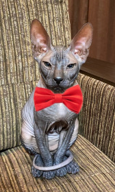 Финик, 4 мес., 2 кг. г. Благовещенск