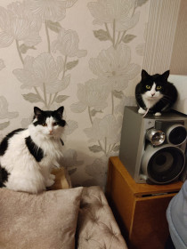 Мурзик (8 лет, 3 кг) и Маркиза (2 года, 1,5 кг)