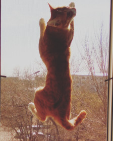 Кузя, 2,5 года, 4,5 кг. г. Благовещенск