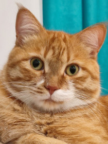 Рыжик, 2,5 года. г. Благовещенск