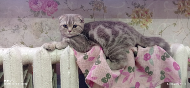 Симка, 4 месяца. г. Белогорск