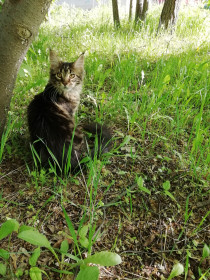 Элис, 1 год. г. Благовещенск