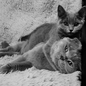 Сима (4 мес.) и Тишка (3 г.) г. Белогорск