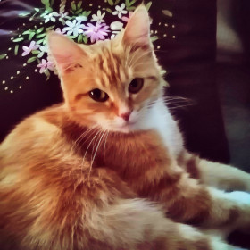 Маруся, 7 лет. г. Благовещенск