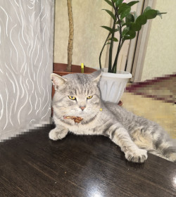 Пушистик, 3 года, 6 кг. г. Шимановск