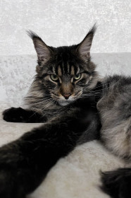 Демьян, 2 года, 8 кг. г. Шимановск