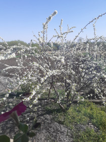 Слива в селе Поярково