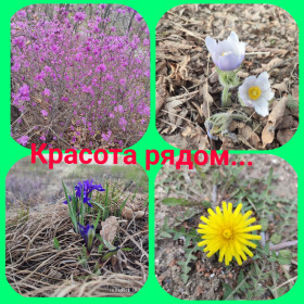 Амурские первоцветы в окрестностях Благовещенска