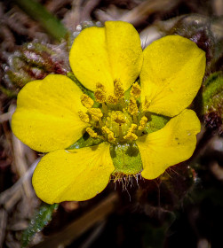 Прекрасная лапчатка в Благовещенске