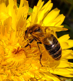 Одуванчик в саду в амурской столице