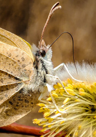 Цветущая ива и лимонница, г. Благовещенск