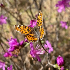Багульник в санатории «Бузули»