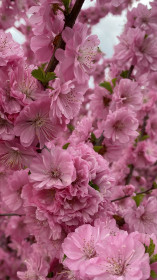 Сакура в Благовещенске