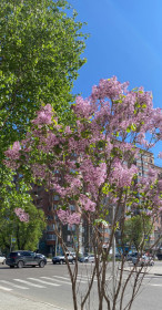 Нежная амурская сирень в районе ТЦ XL в Благовещенске