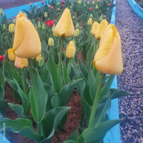 Тюльпаны в Белогорске