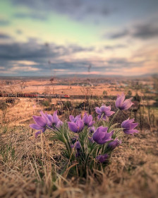 Цветы весны в Уруше