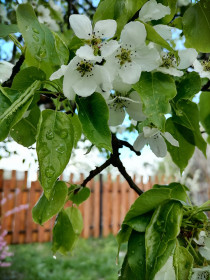 Черемуха в Белогорье