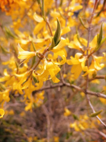 Форзиция в Благовещенске