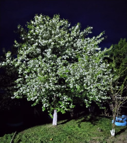 Цветущая дикая яблоня в Бурейском районе