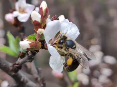 Белогорская вишня