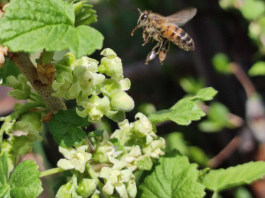 И вся смородина в цвету. Белогорск