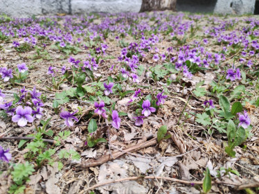 Фиалки белогорского двора