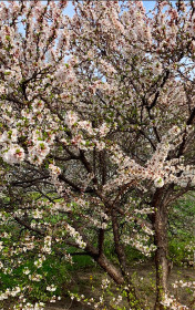 Цвет вишни на КПП в Благовещенске
