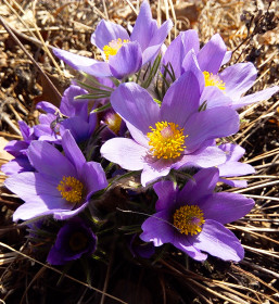 Нежный прострел в районе «Мухинки»