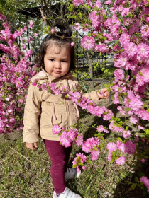 Амурская сакура в микрорайоне Благовещенска