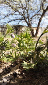 Подснежники, с. Черемхово