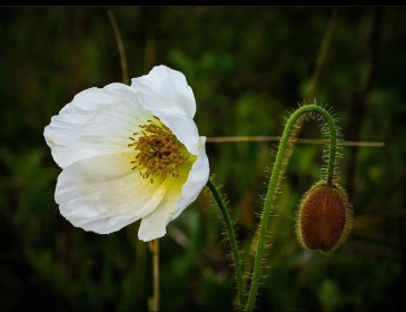 Альпийские маки в Моховой Пади