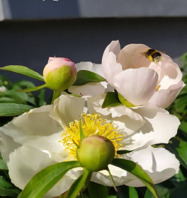 Пион белоцветковый в Благовещенске