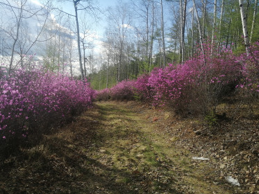 Багульник в с. Соловьёвск