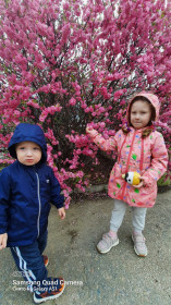 Красотка сакура в с.Чигири