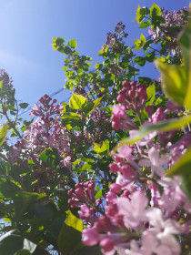 Сирень, город Белогорск