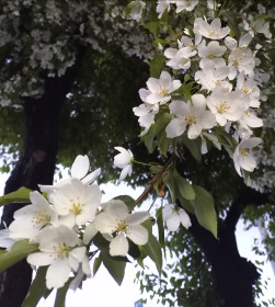 Яблоня в Благовещенске