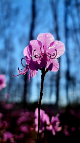Рододендрон даурский в Шимановске