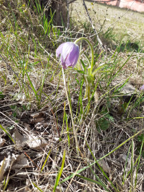 Подснежник, г. Белогорск