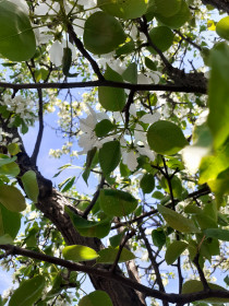 Груша в г. Белогорске