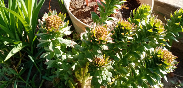 Родиола розовая в Зее