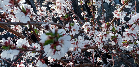Вишенка в цвету, г. Зея