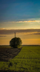 Красота амурских полей «Черёмуха», Белогорский район